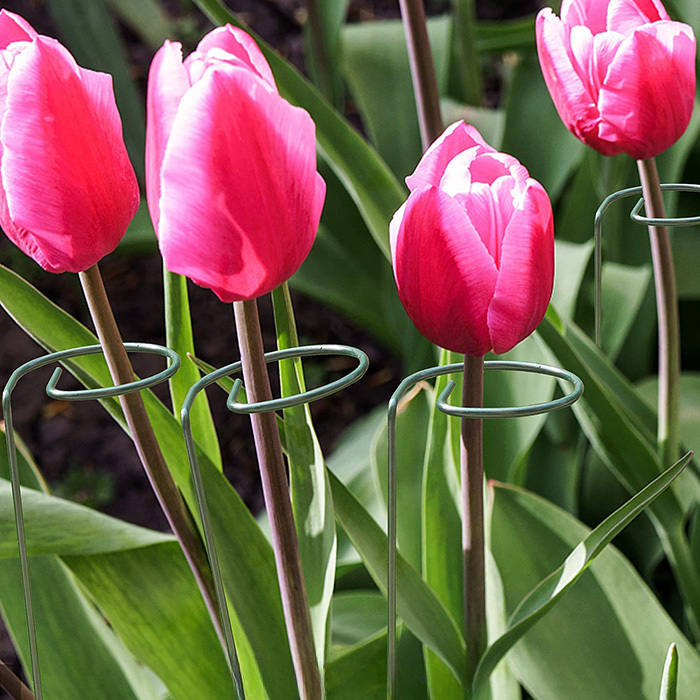 Plant Support  (10PCS)